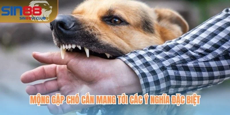 Mộng gặp chó cắn mang tới các ý nghĩa đặc biệt